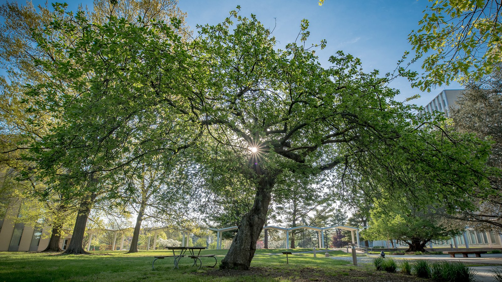 Árbol en el campus del NIST en Gaithersburg, Maryland